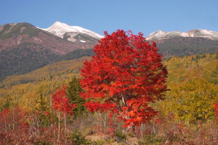 大カエデの紅葉には雪の乗鞍岳 季節の変化