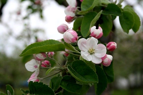 リンゴの花が満開 青森風土記