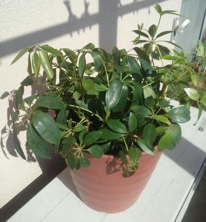 カポックの植え替え 食いしんぼうな新米ガーデナーの暇つぶしブログ カポックの植え替え 食いしんぼうな新米ガーデナーの暇つぶしブログ