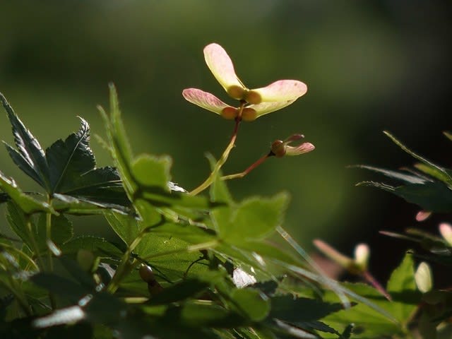 イロハモミジ ハナスキの散歩で見た花