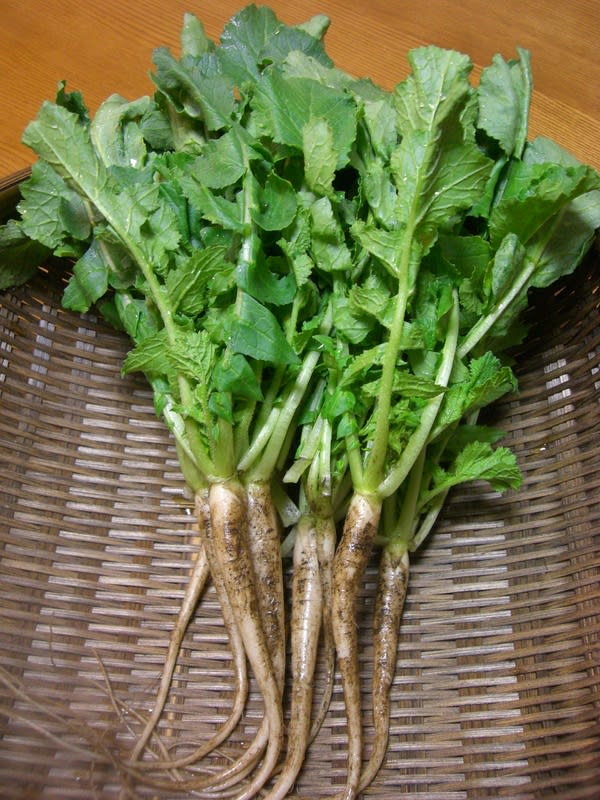 もみ手 じゃなくって もみ菜 お野菜を食べよん