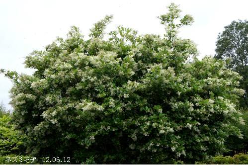 現品　ネズミモチ　山採り　1.3mほど　吹き流し 現品ネズミモチ山採り1.3mほど吹き流し