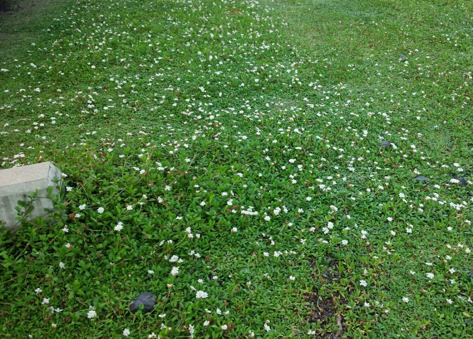 ８月のグランドカバー ひなた編 雑木と宿根草とクレマチスの小さな庭づくり