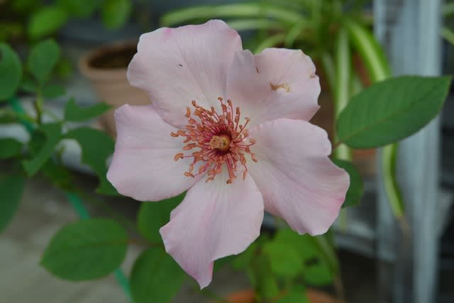 一重のピンクのバラ デンティベス 花に癒されて