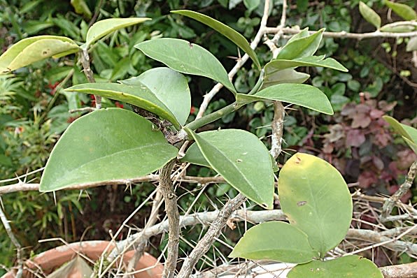 日曜園芸 葉のあるサボテン 杢キリン モクキリン Miracle Nature 奄美大島の自然