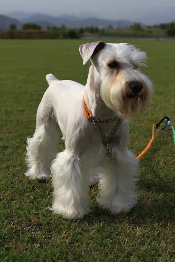 お手入れ のブログ記事一覧 15ページ目 白いミニチュア シュナウザー ちぃ君 Call Me Joe と共に