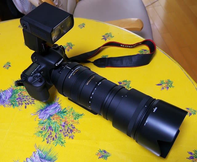 新しいレンズ シグマ50-500購入 - 気まぐれ 花☆旅日記 新しいレンズ シグマ50-500購入 - 気まぐれ 花☆旅日記