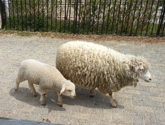 六甲山牧場子羊のベビーラッシュ 12 04 25 Hasyan の 旅の散歩道