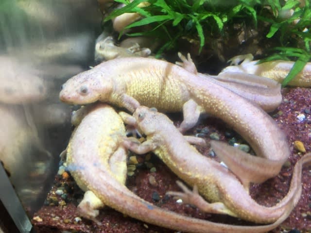 イベリアトゲイモリ リュウシスティック18cm前後 熱帯魚店モンスターアクアリウム 川口店 買取販売情報 イベリアトゲイモリ リュウシスティック18cm前後 熱帯魚店モンスターアクアリウム 川口店 買取販売情報