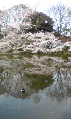 鴨と桜