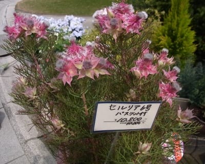 花屋さんの店頭でみたセルリアの花 ｎｉｗａ ｎｉｈａ ｈａｎａ 庭には花