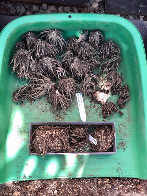 ラナンキュラスラックスの球根の戻し方21 10 カット多肉の発根と多肉リースの解体 雑木と宿根草とクレマチスの小さな庭づくり