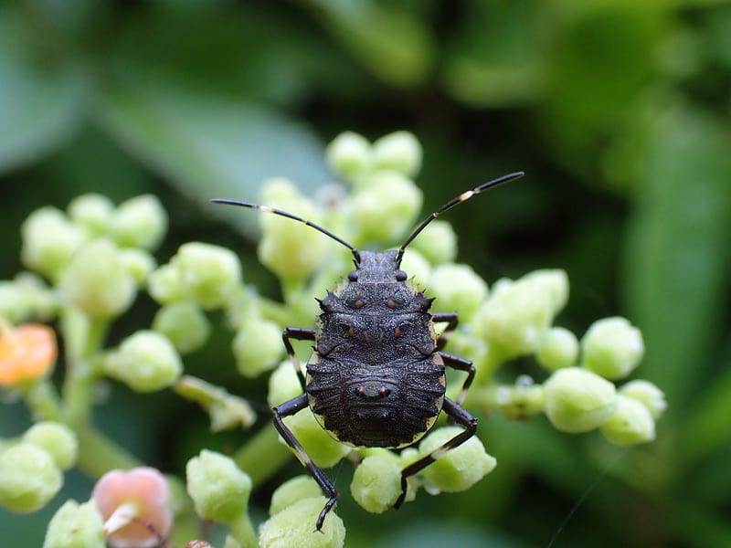 クサギカメムシ 幼虫 南大沢昆虫便り