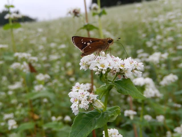 ソバ 蕎麦 の花 植物大好き 出会い ときめき 癒し