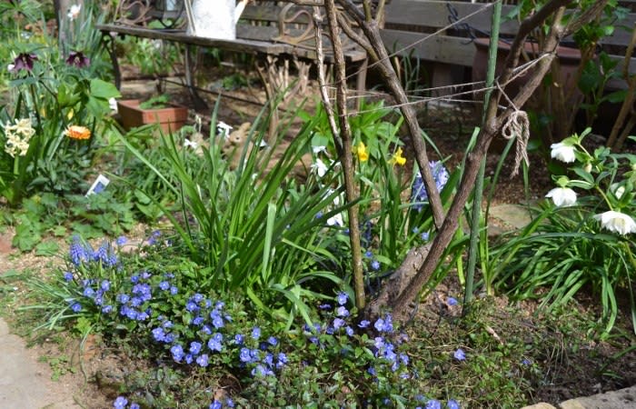 春が咲き進んでいます 青い花たちの庭 Haruの庭の花日記 Haru S Garden Diary