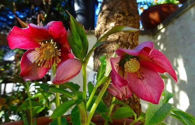 冬に咲く可憐な花 クリスマスローズ オリエンタリスピンク 白 ピンク メリクロン ピンクラッフル Hiroの花便り