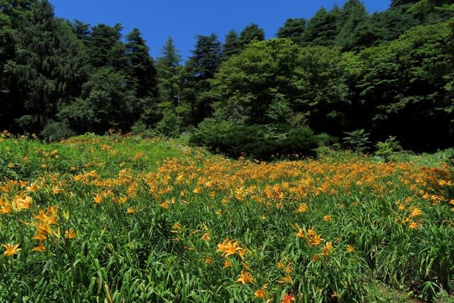 かこ 11月下旬～12月中旬① 4K] 2月早春の東京花景：梅と河津桜：Tokyo Flower Scenery in