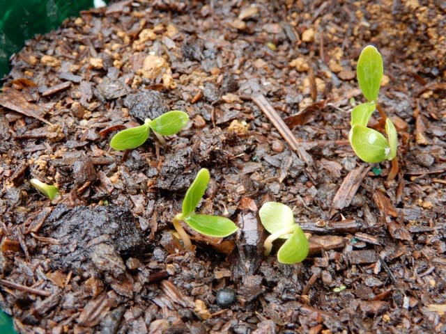 ヤマボウシ 山法師 発芽その後 植物大好き 出会い ときめき 癒し ヤマボウシ 山法師 発芽その後 植物大好き 出会い ときめき 癒し
