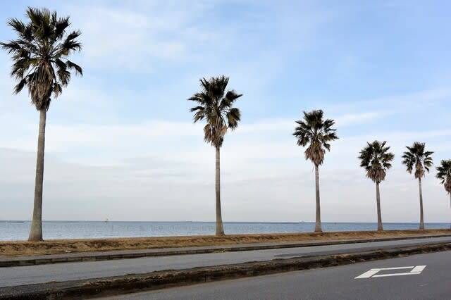 千葉フォルニア冬の景観ｰ袖ヶ浦市の散歩道 - 光と影の軌跡Ⅱ