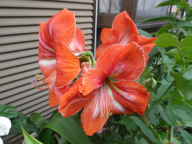 オレンジ色の花 アマリリス です 大田区が好きなオリエンタル工芸社のよもやま話