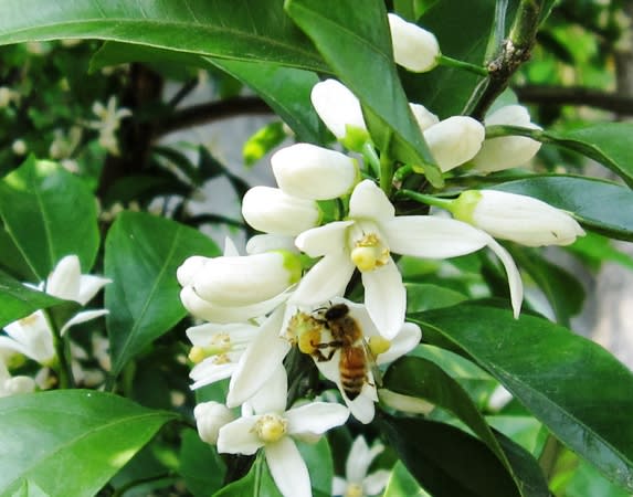 ミカン 蜜柑 清楚な純白の５弁花 芳香に誘われミツバチも大忙し く にゃん雑記帳
