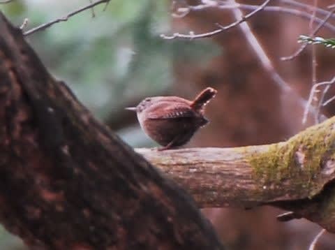 山野で見た鳥 ４ 小さな三きょうだい 軽井沢からの通信ときどき３d