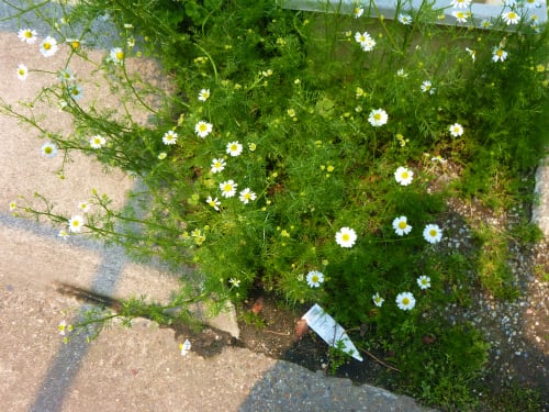 雑草の様なカモミール 花との出会いで癒されています