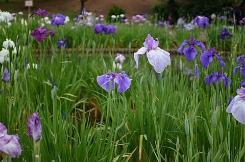 北山公園　菖蒲祭り