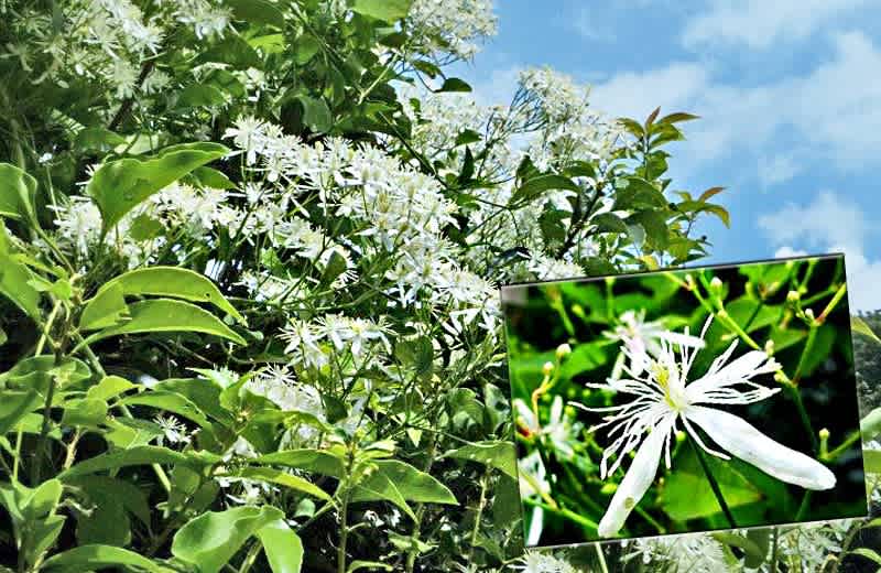 花彩 白い花 花彩々 四季を彩る草花をコンデジやpc画で綴る 混彩々ブログです 画面下の 画像一覧 を覗き見て頂けば幸です 花彩 白い花 花彩々 四季を彩る草花をコンデジやpc画で綴る 混彩々ブログです 画面下の 画像一覧 を覗き見て頂けば幸です