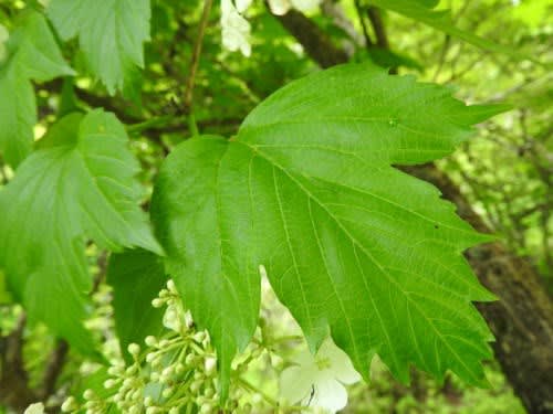 高ボッチ高原・鉢伏山で最近咲いている花　カンボク（肝木）