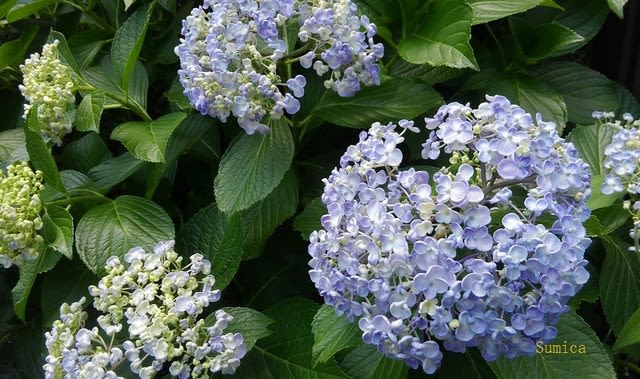 夏の季語 四葩 よひら ８７純花のブログ