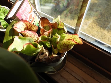 我が家の食虫植物 あんな話こんな話