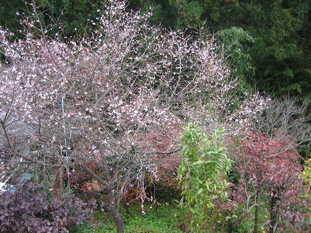 「りんご農家の冬桜」