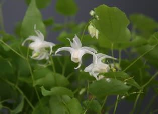 イカリソウ 碇草 錨草 の花 花言葉 山野草愛好の東松塚山