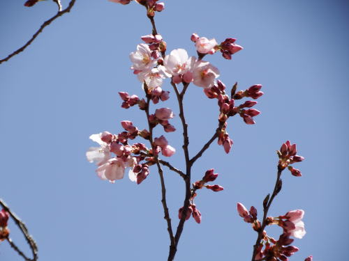 松本城本丸庭園内のヒガンザクラ（彼岸桜）