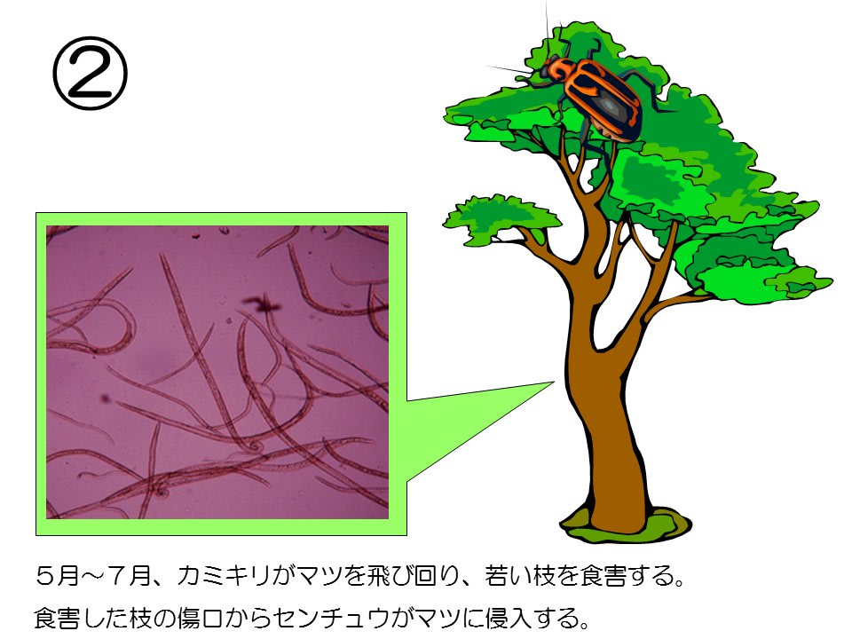 マツ枯れ マツノマダラカミキリ 山いこら