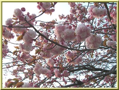 市川大野小学校の里桜