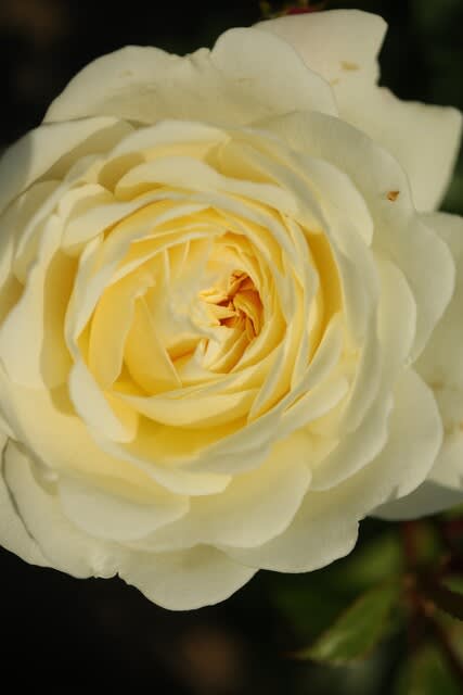 花芯の部分が淡い黄色を帯びたバラ トランクィリティ 春薔薇シリーズ 21 165 野の花 庭の花