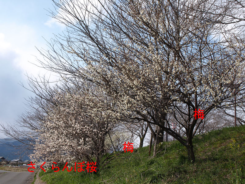 さくらんぼがなる桜の木が満開に Mｙ Photo Room