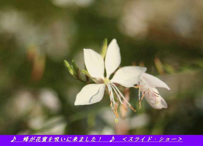 19 06 03 ひろし曽の花鳥風月 花壇とベランダの花6月初旬をご覧ください ひろし曽爺１８４０の花鳥風月ブログ