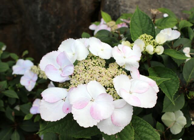 冬あじさい 沖縄の四季の花