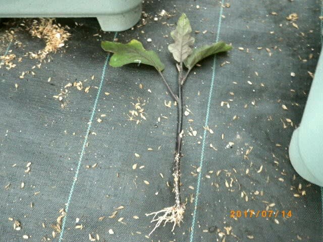 根が出てきた茄子の脇芽の挿し木苗 畑 野菜の記録