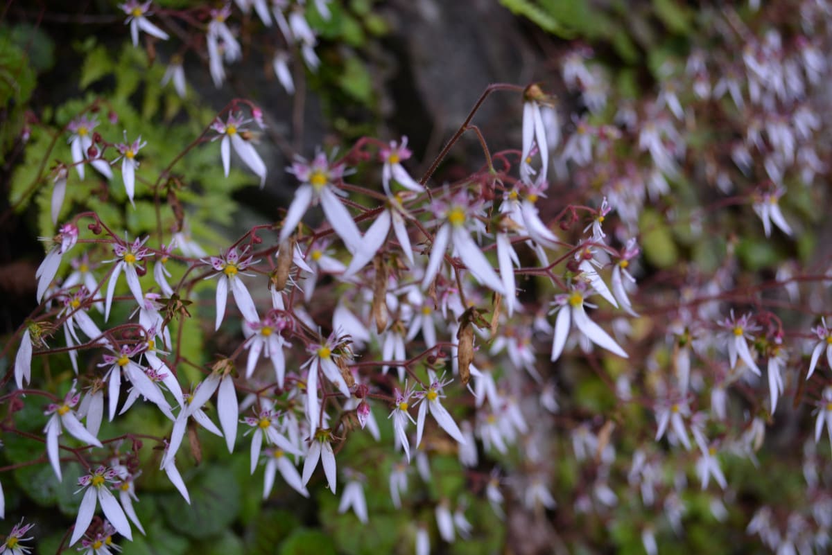ユキノシタとシダの葉 群馬県伊香保温泉の風景写真 ケーイー ソリューションズ株式会社 岡島芳明 ブログ