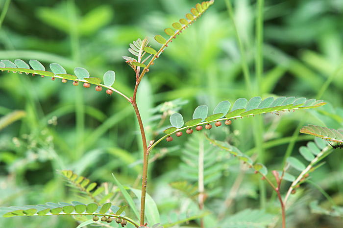 食べるにはちょっとね コミカンソウ 東十条探偵団2