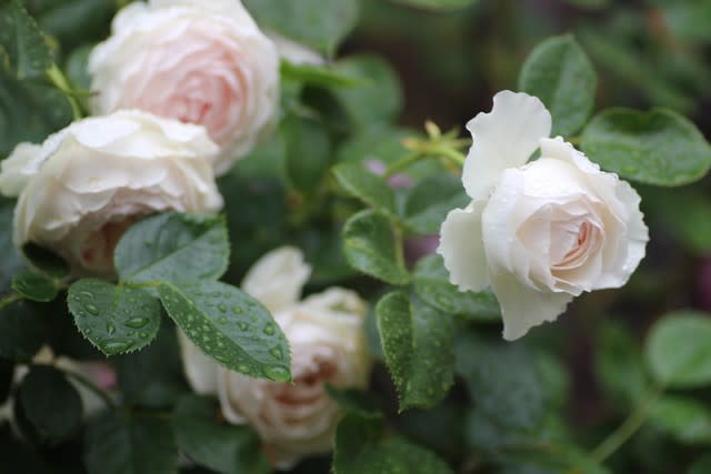 河合先生に勧められたクリスティアーナ 薔薇と草花の日記 河合先生に勧められたクリスティアーナ 薔薇と草花の日記