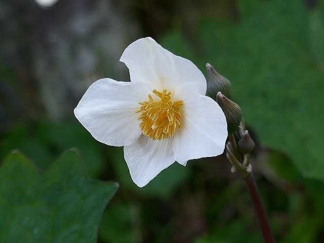 白雪芥子と鶯神楽の花 庭先の四季