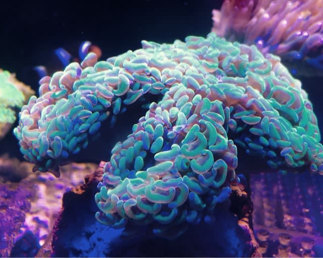 大型青珊瑚　超希少　アクアリウム　オマケ付き