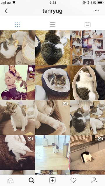 インスタで見つけたストーブにあたる猫ぶさお君とうちのりんちゃん Fernhaven Rd