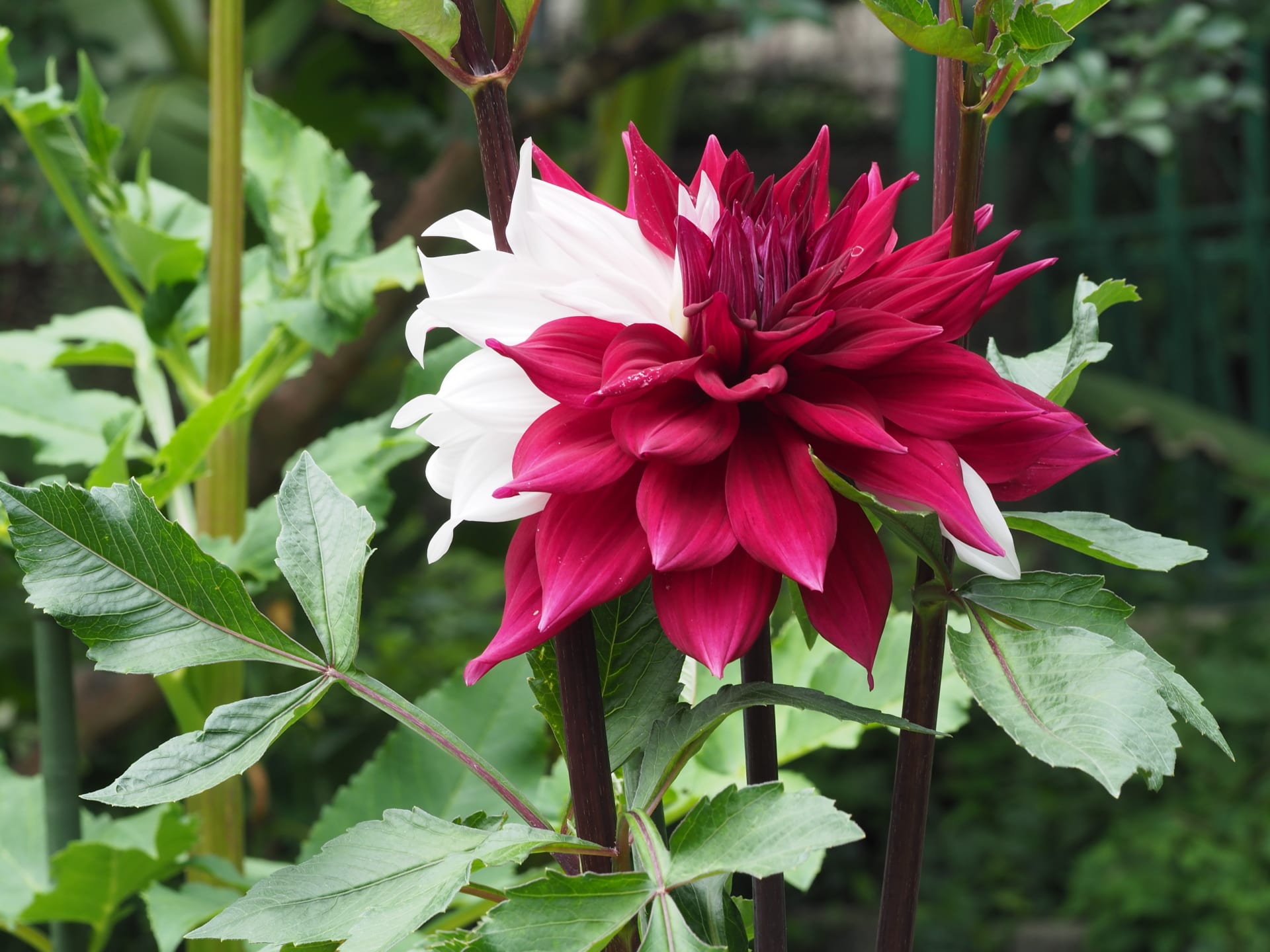 朝から曇っていましたが 花と自然 朝から曇っていましたが 花と自然