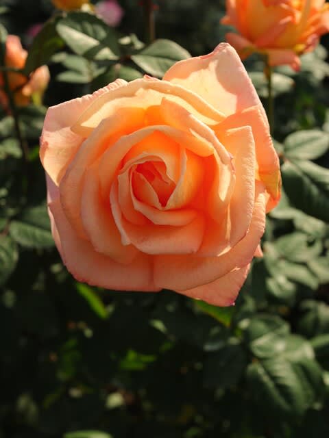 サーモンピンクの整ったバラ サマー ドリーム 秋バラ シリーズ 026 野の花 庭の花